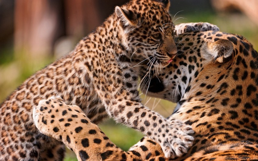 baby care couple leopards wallpaper background best stock photos - Image ID 160138