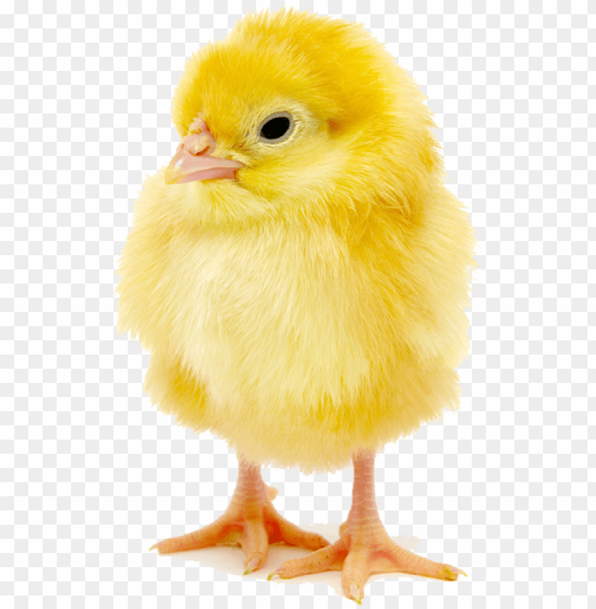 baby chick copy - transparent baby chick PNG image with transparent background@toppng.com