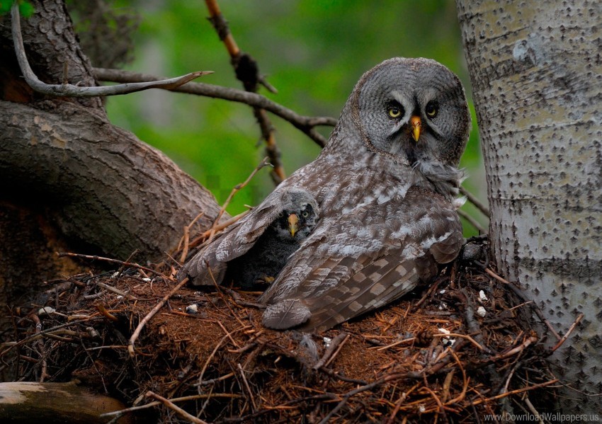 baby chick great gray owl owl predator wings wallpaper background best stock photos - Image ID 148362