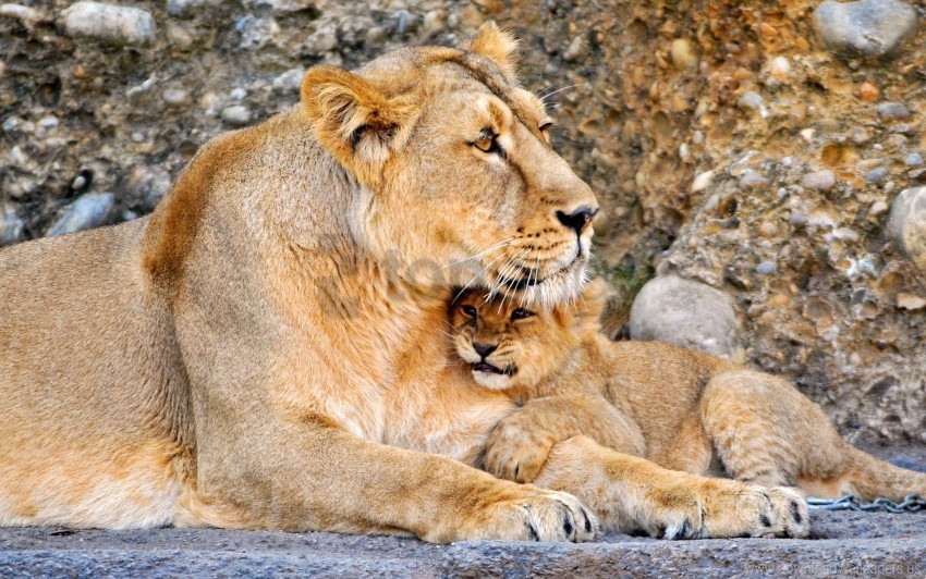 Baby Couple Lion Lioness Wallpaper Background Best Stock Photos