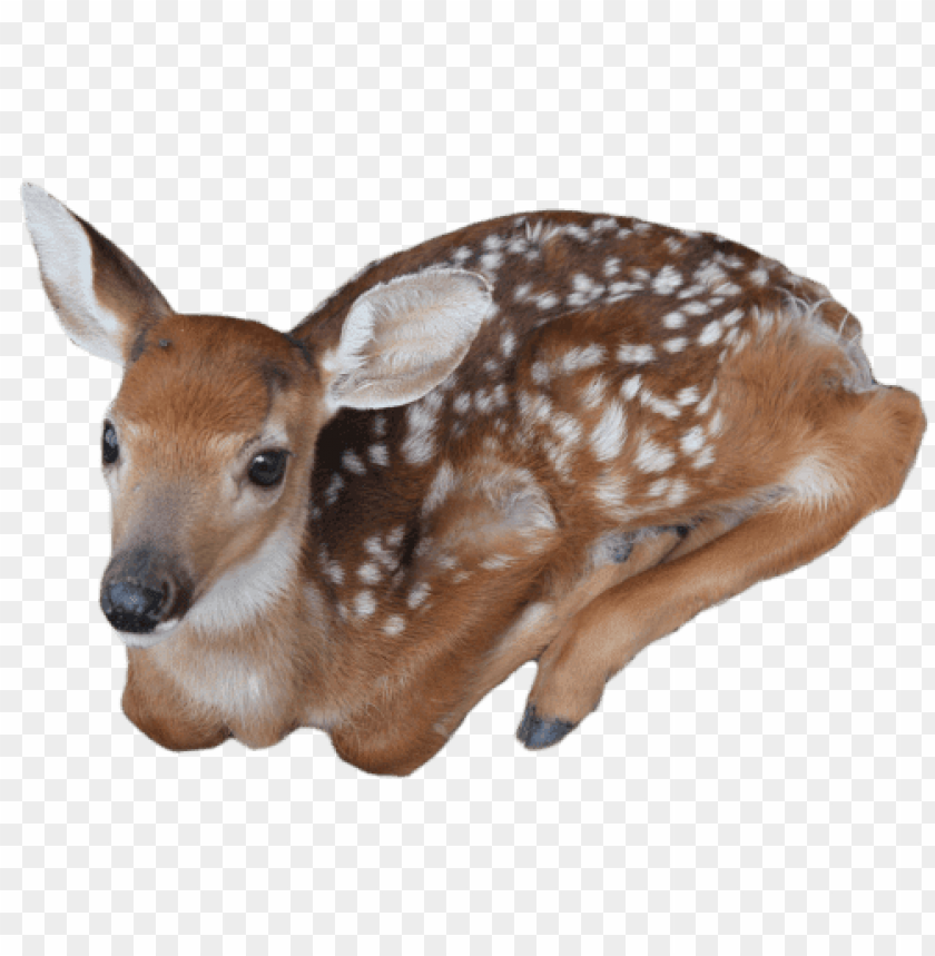 animals, deer, baby deer, 