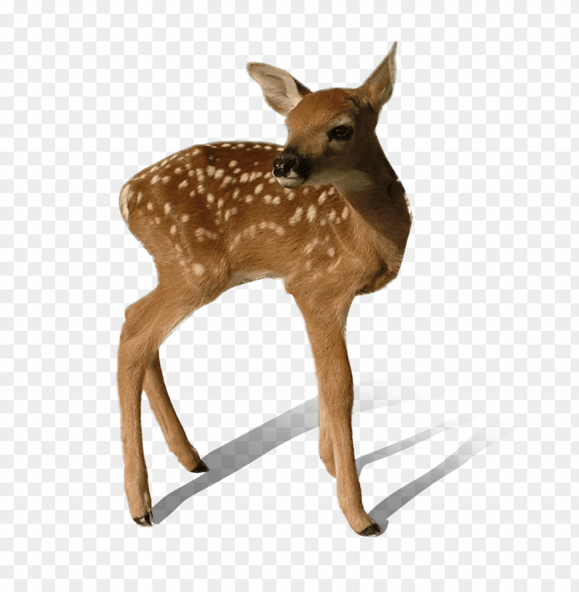 animals, deer, baby deer standing, 