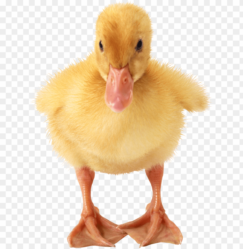 animals, ducks, baby duck, 