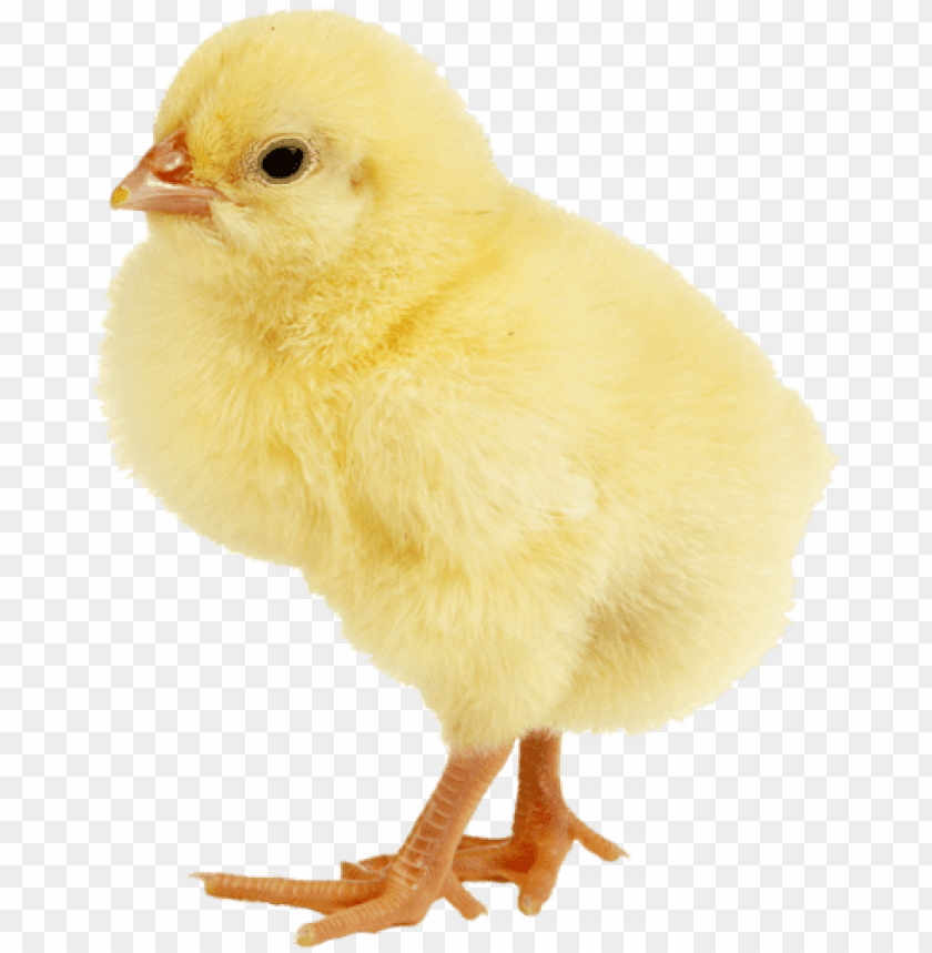 Baby Ducks Animals Images Animals For Kids Entourage - Poules PNG Transparent With Clear Background ID 262985