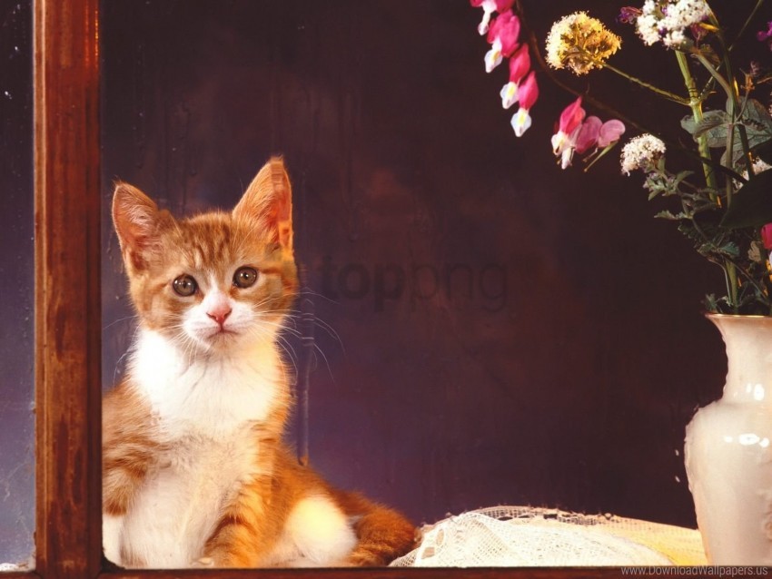 free PNG baby, flowers, kitten, sit wallpaper background best stock photos PNG images transparent