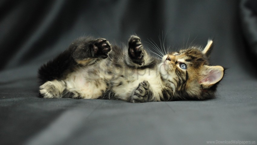 baby, fluffy, kitten, lie, photoshoot wallpaper background best stock photos@toppng.com