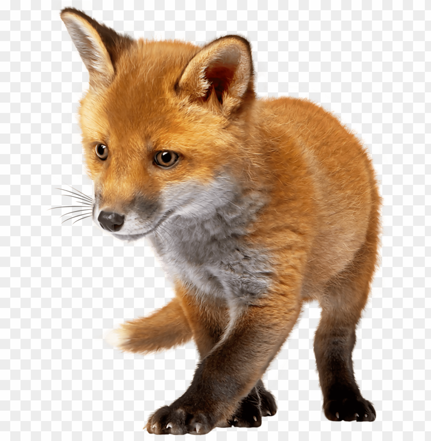 Download Download Baby Fox Clipart Png Photo Toppng