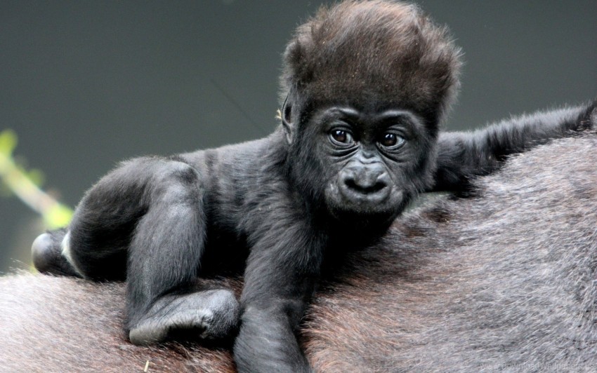 baby, gorilla, hair, monkey wallpaper background best stock photos | TOPpng