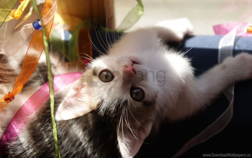 baby kitten look playful wallpaper background best stock photos - Image ID 160813