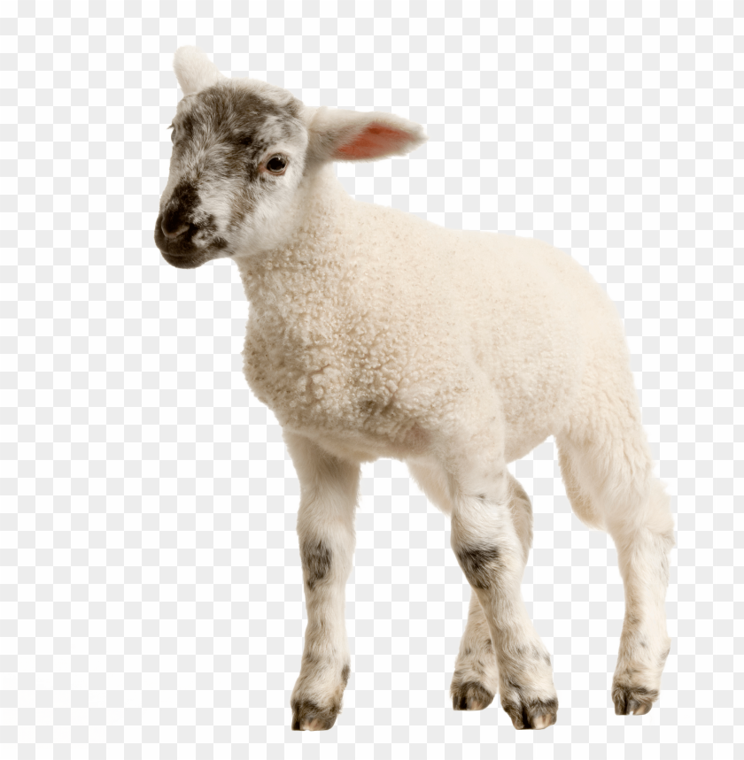 baby lamb png images background - Image ID 9527