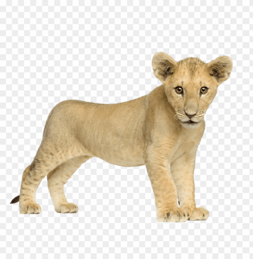 animals, lions, baby lion front, 