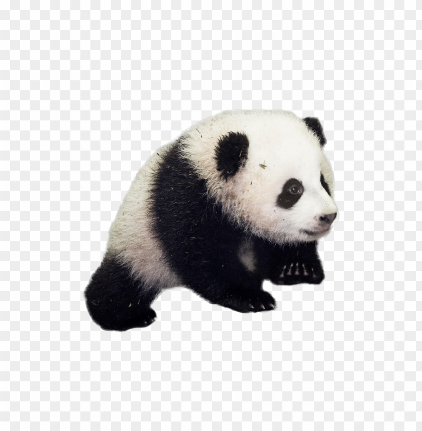 
panda
, 
white and black panda
, 
cute
, 
baby
