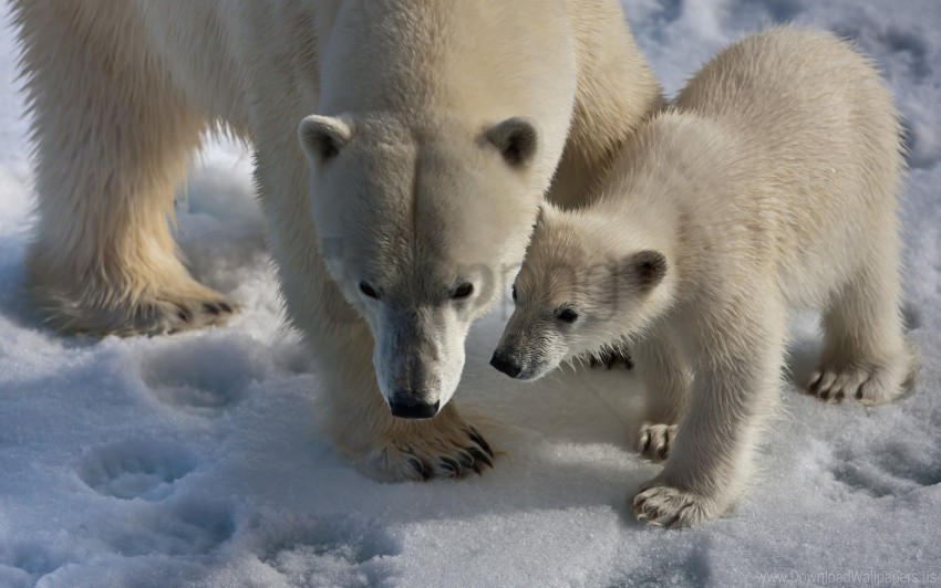 Baby Polar Bears Snow Trail Walk Wallpaper Background Best Stock Photos