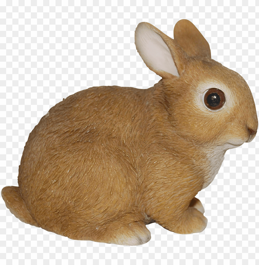 free PNG baby rabbits in real life png mart easter bunny nail - rabbit real life PNG image with transparent background PNG images transparent