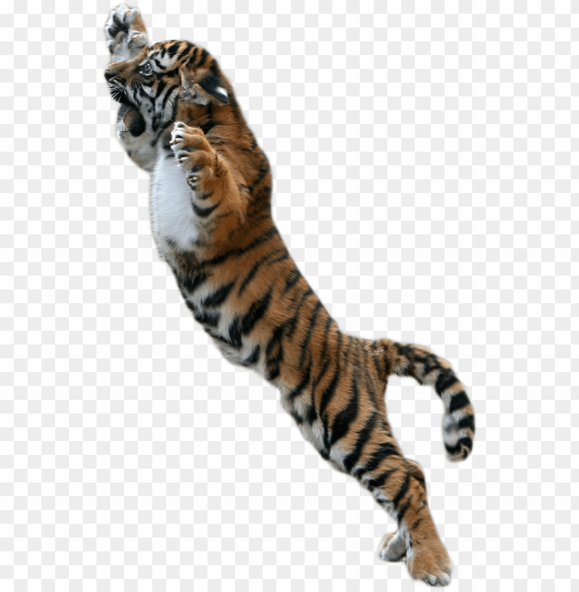 baby tiger png picture free download png tiger for picsart PNG transparent with Clear Background ID 185913