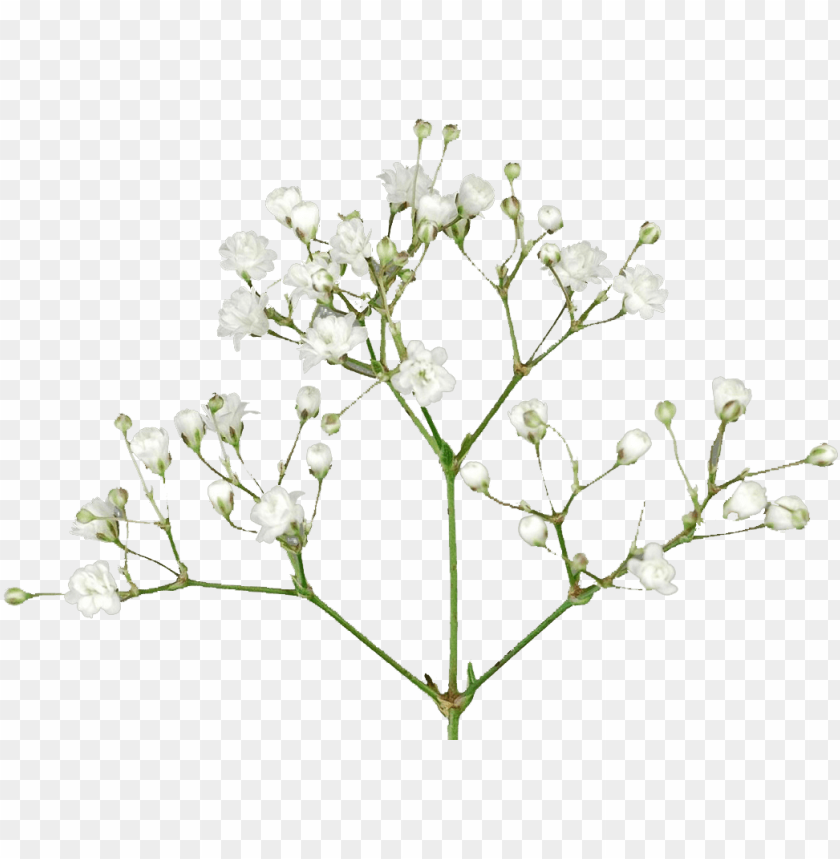 Baby S Breath Flowers Png Free Pic Baby S Breath Png Image With Transparent Background Toppng