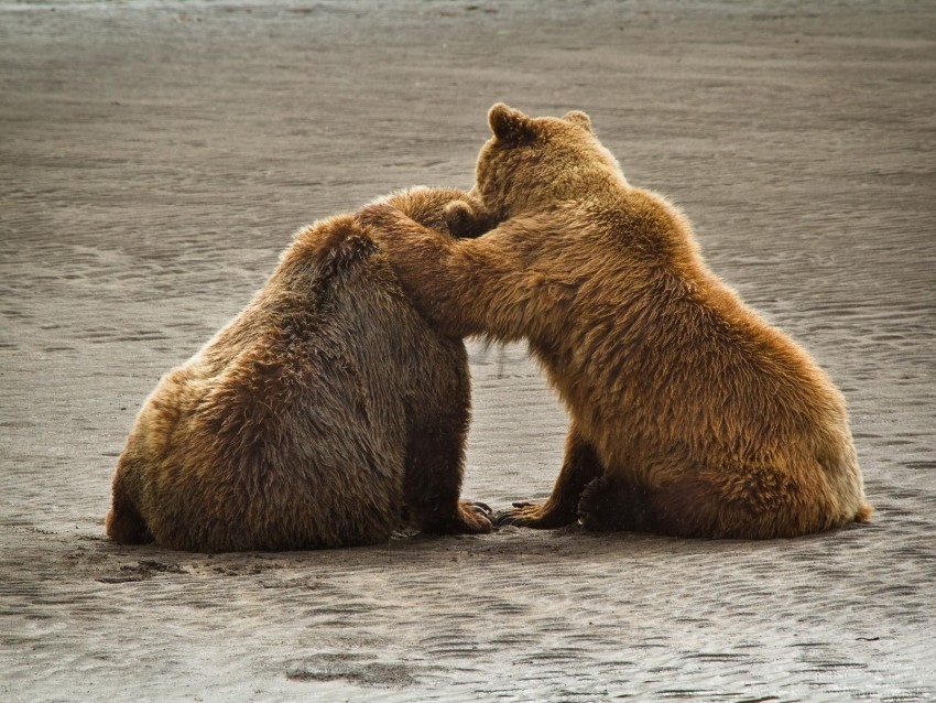 back, bears, couple, sit, water wallpaper background best stock photos |  TOPpng