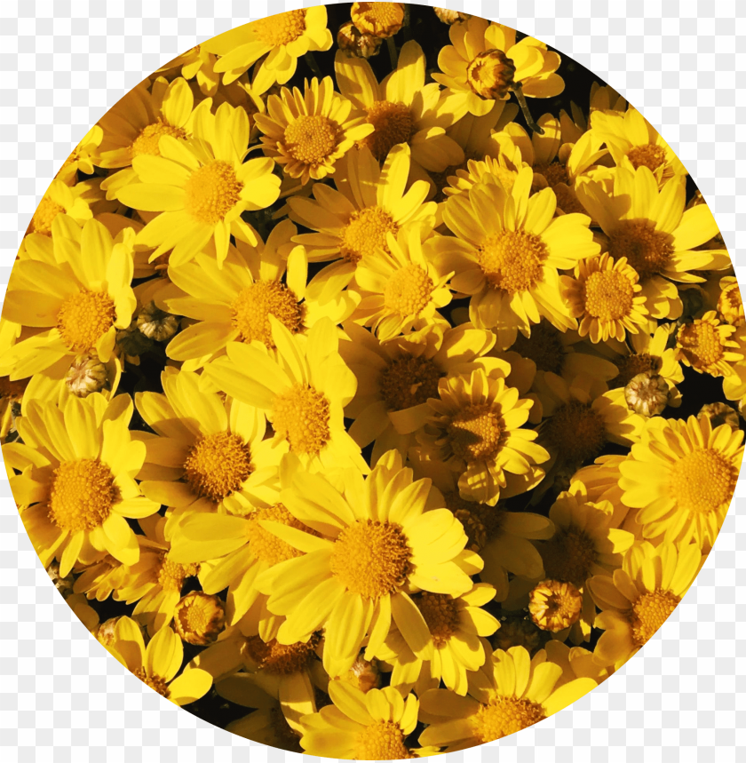 Background Aesthetic Yellow Flowers Tumblr Yellowflowers Yellow