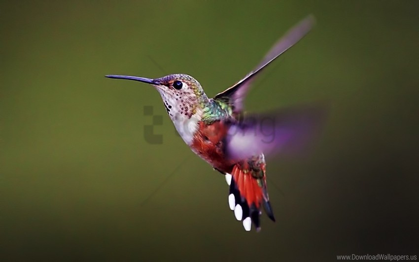 background bird flap hummingbird wings wallpaper background best stock photos - Image ID 155351