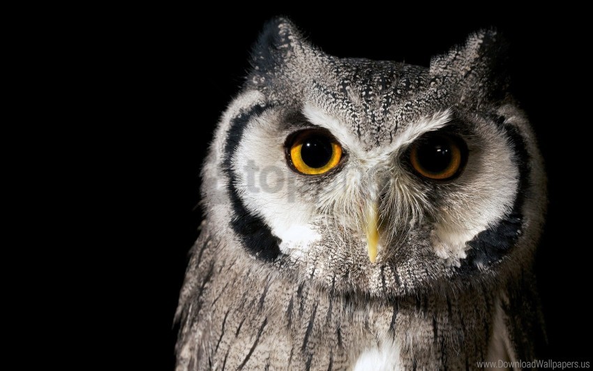 background bird nature owl wallpaper background best stock photos - Image ID 149440