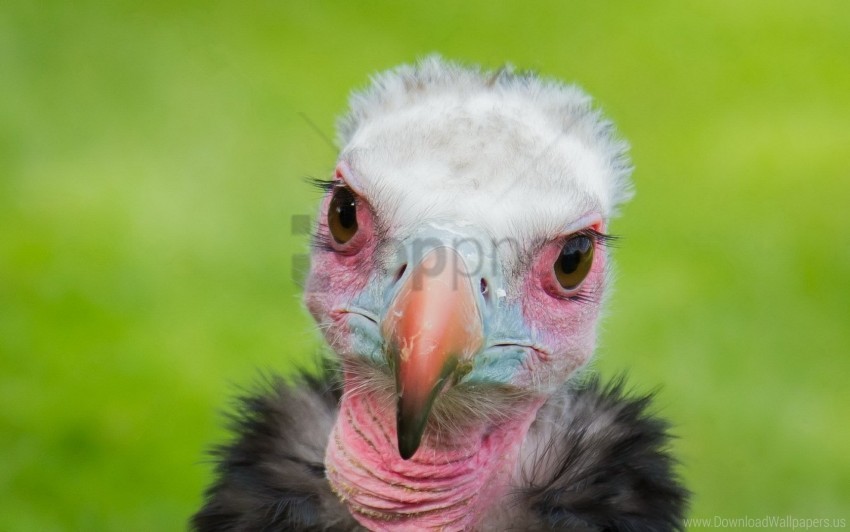background bird vulture wallpaper background best stock photos - Image ID 160637