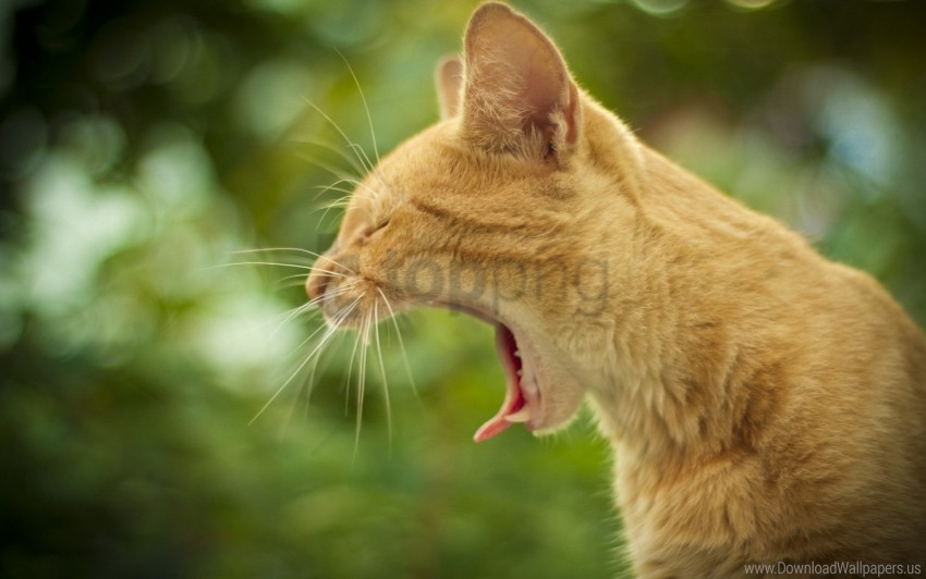 Background Cat Face Pro Yawning Wallpaper Background Best Stock Photos