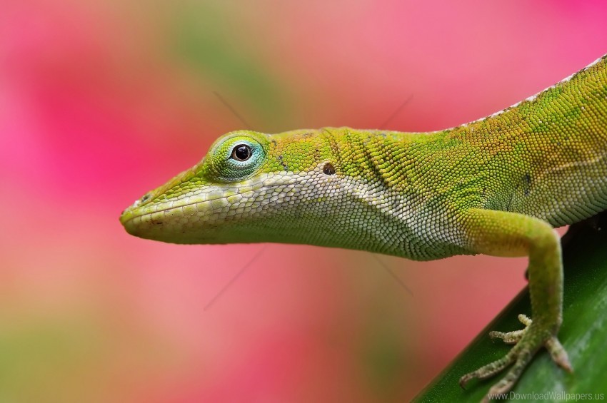 background color lizard pink wallpaper background best stock photos - Image ID 160522