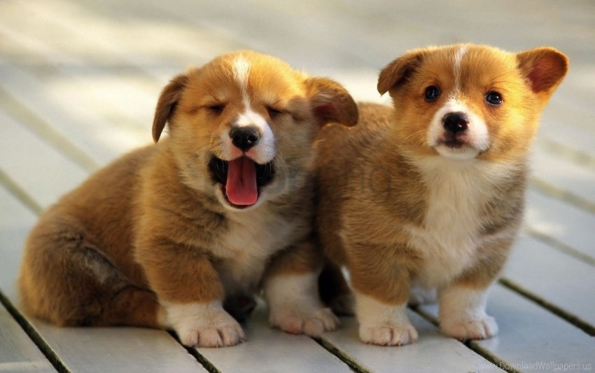 background, corgi, dogs, pembroke, puppies wallpaper background best stock  photos | TOPpng