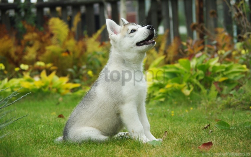 background, dog, puppy, siberian husky