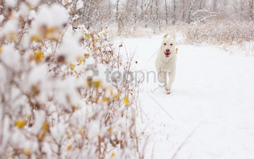 background dog snow wallpaper background best stock photos - Image ID 160579