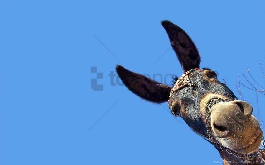 background donkey ears head muzzle wallpaper background best stock photos - Image ID 147367