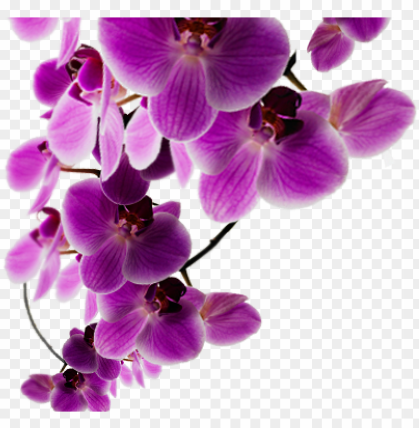 free PNG background purple flower - background purple flowers PNG image with transparent background PNG images transparent