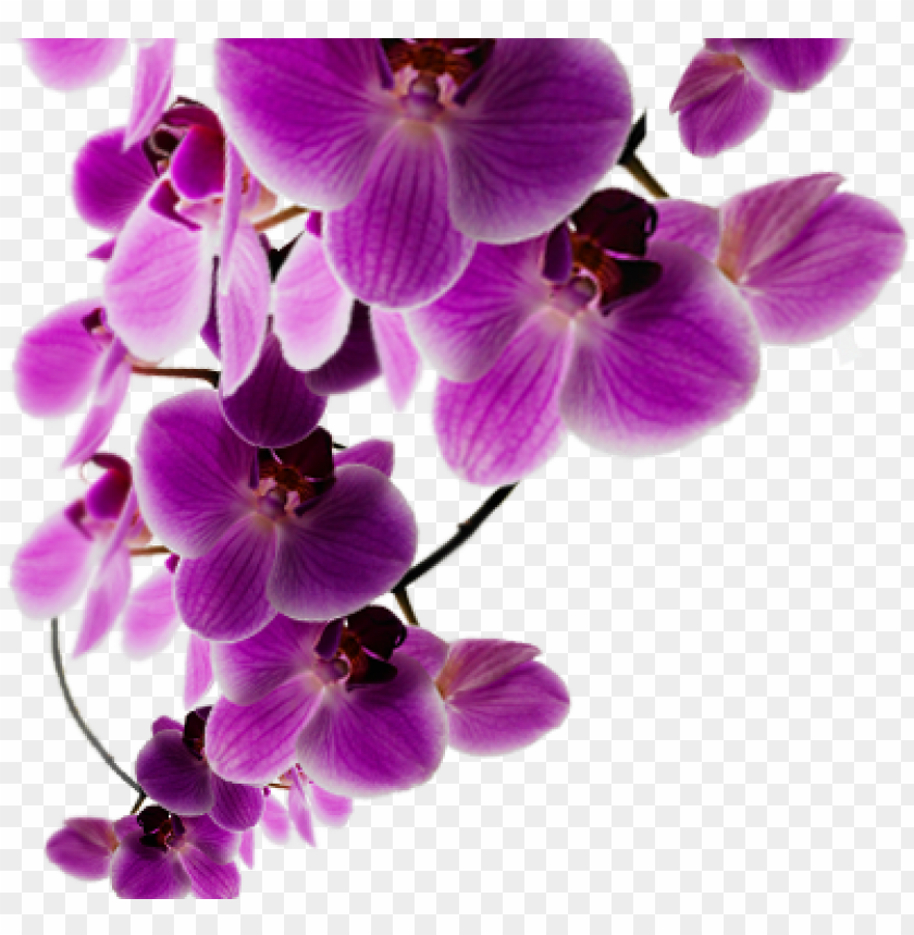 purple floral background png