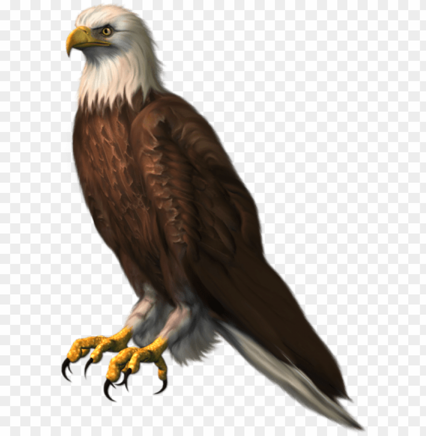 bald eagle PNG image with transparent background | TOPpng