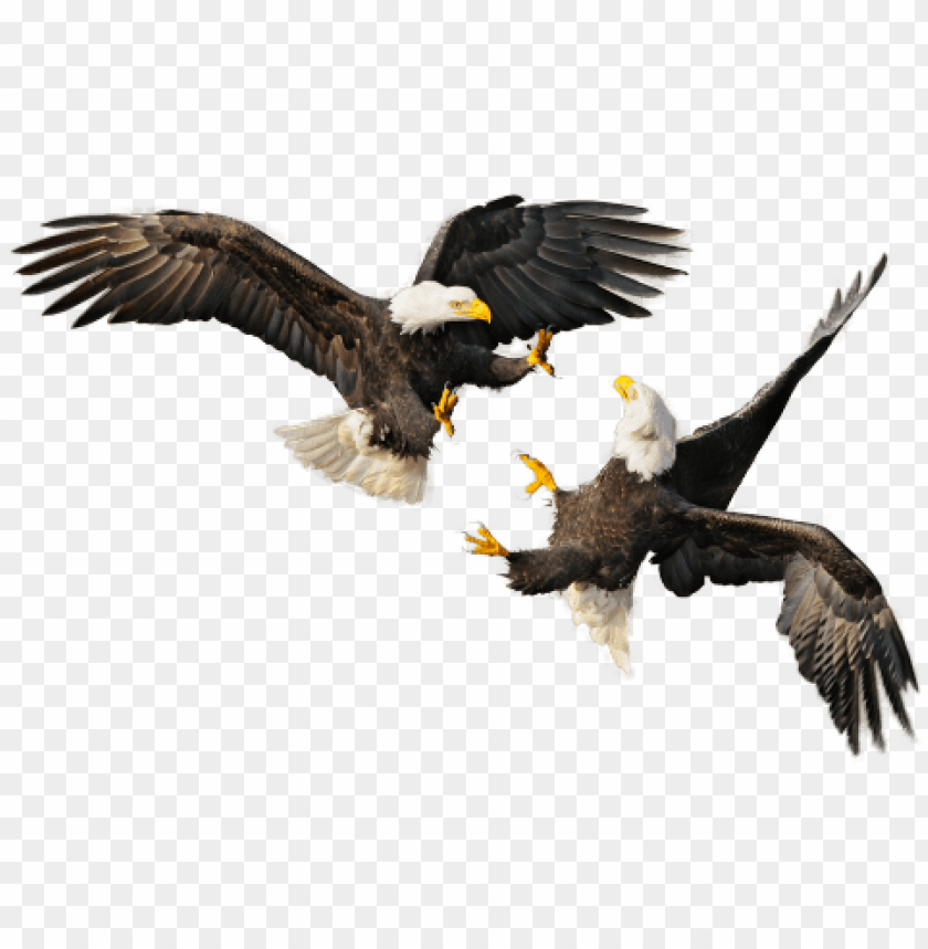 free PNG bald eagle - 4th of july eagle PNG image with transparent background PNG images transparent