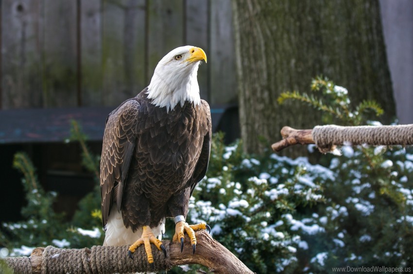 bald eagle, beak, bird, eagle, legs, predator wallpaper background best stock photos@toppng.com
