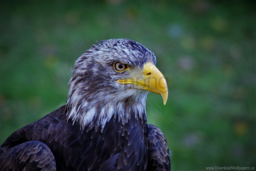 Bald Eagle Beak Bird Eagle Predator Wallpaper Background Best Stock Photos
