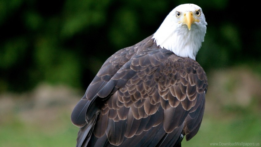 bald eagle, bird, eagle, vulture wallpaper background best stock photos@toppng.com