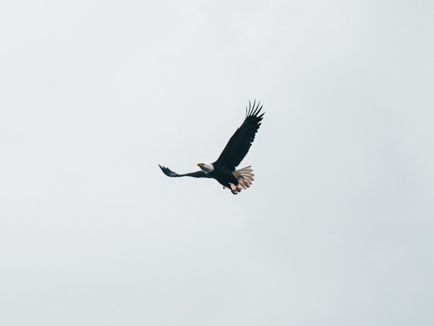 bald eagle, eagle, flight, sky, minimalism