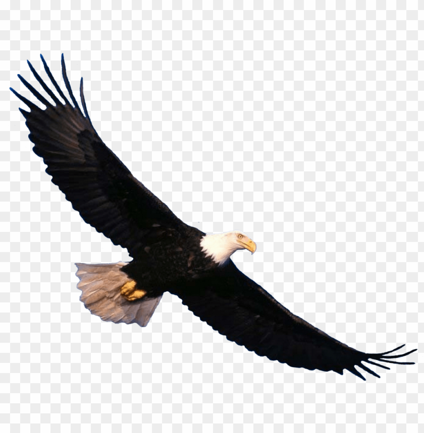 
bald eagle
, 
animal
, 
flying
, 
looking
, 
hunting
, 
watching
, 
elegant
