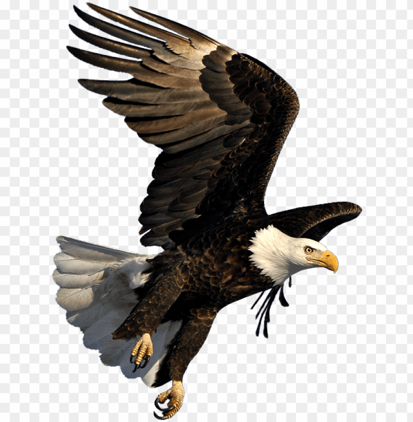 free PNG bald eagle flying png - eagle flying PNG image with transparent background PNG images transparent