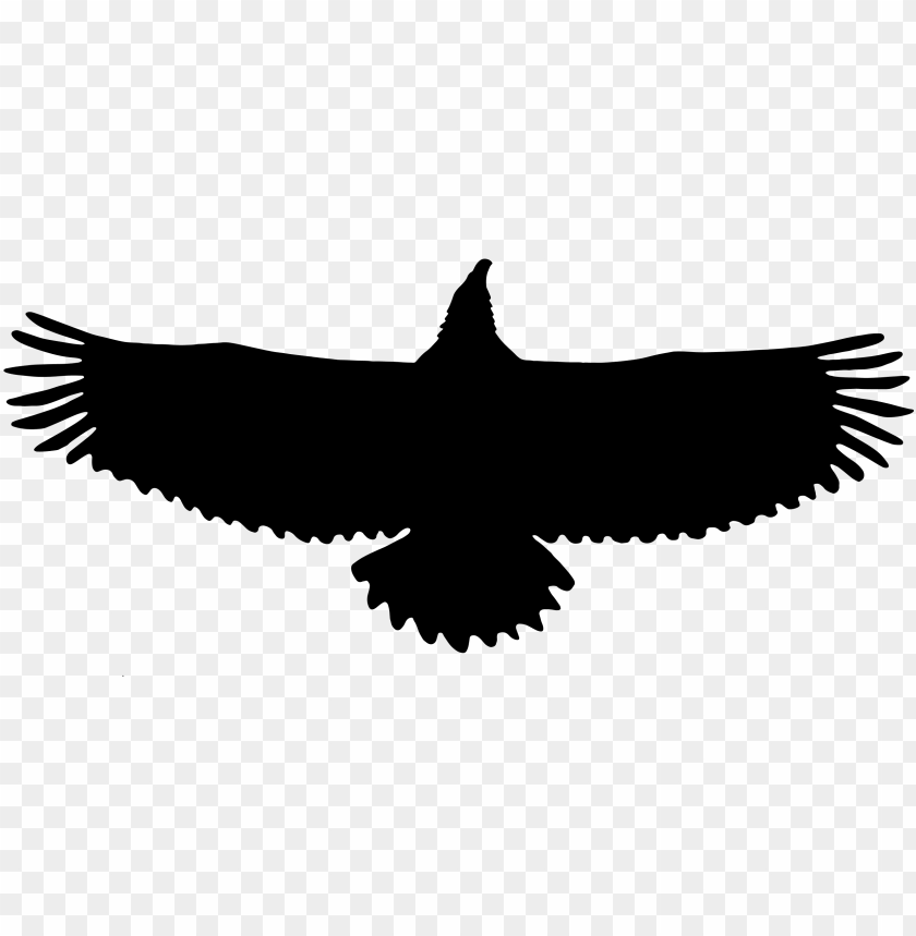 eagle, isolated, hawk, background, bird, male, lion