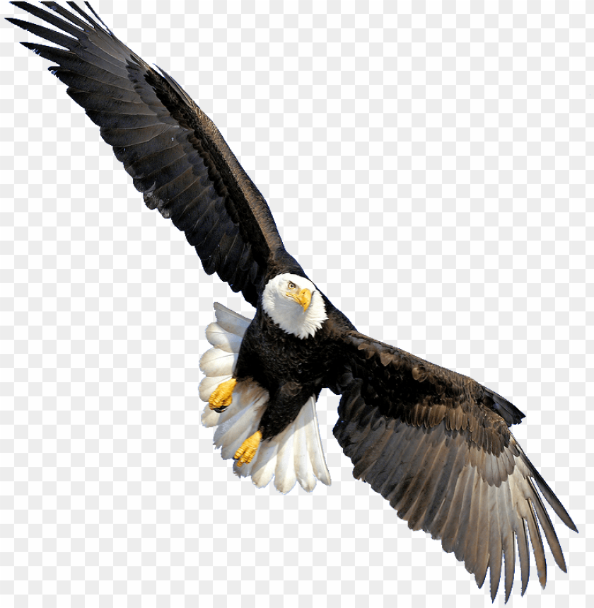 bald eagle, bald eagle head, american eagle, eagle globe and anchor, eagle silhouette, bald head