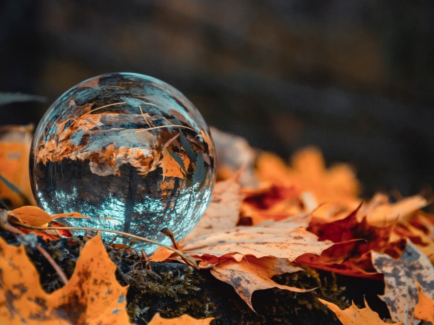 ball, glass, autumn, foliage, reflection