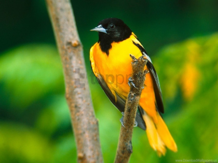 baltimore oriole wallpaper background best stock photos - Image ID 161769