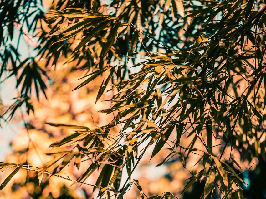 bamboo, branches, leaves, plant