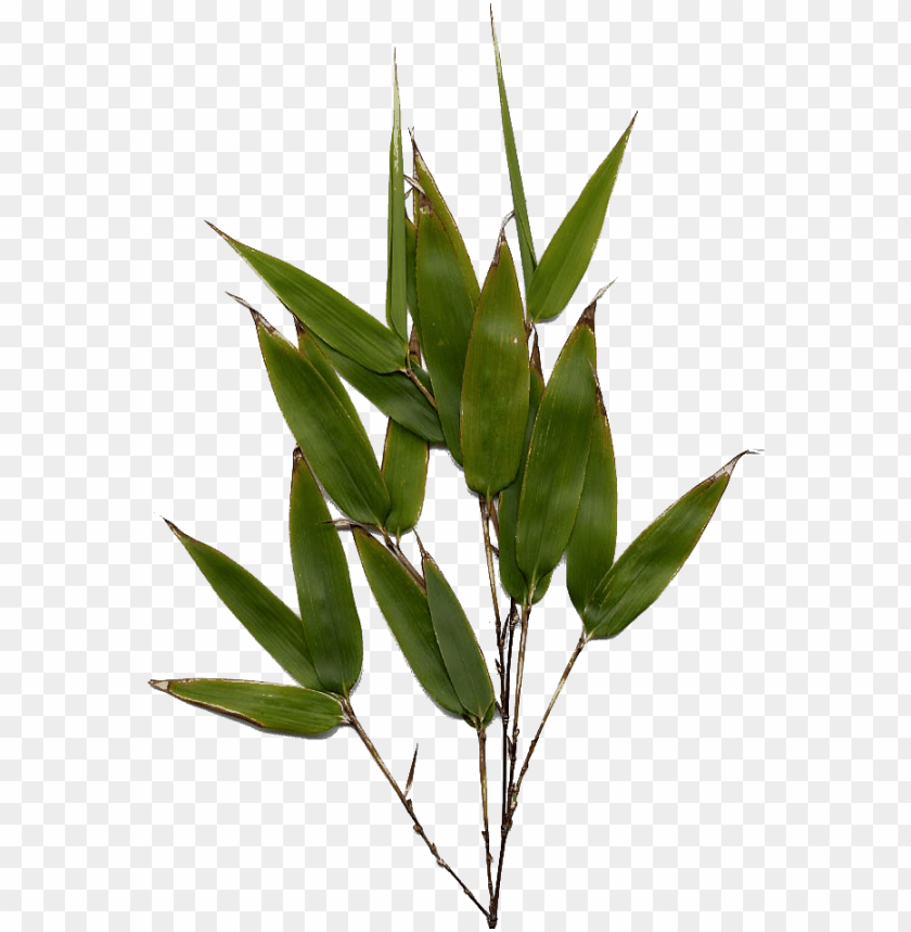 free PNG bamboo leaf png image - bamboo leaf PNG image with transparent background PNG images transparent