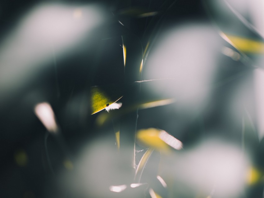 bamboo, plant, blur, glare, light