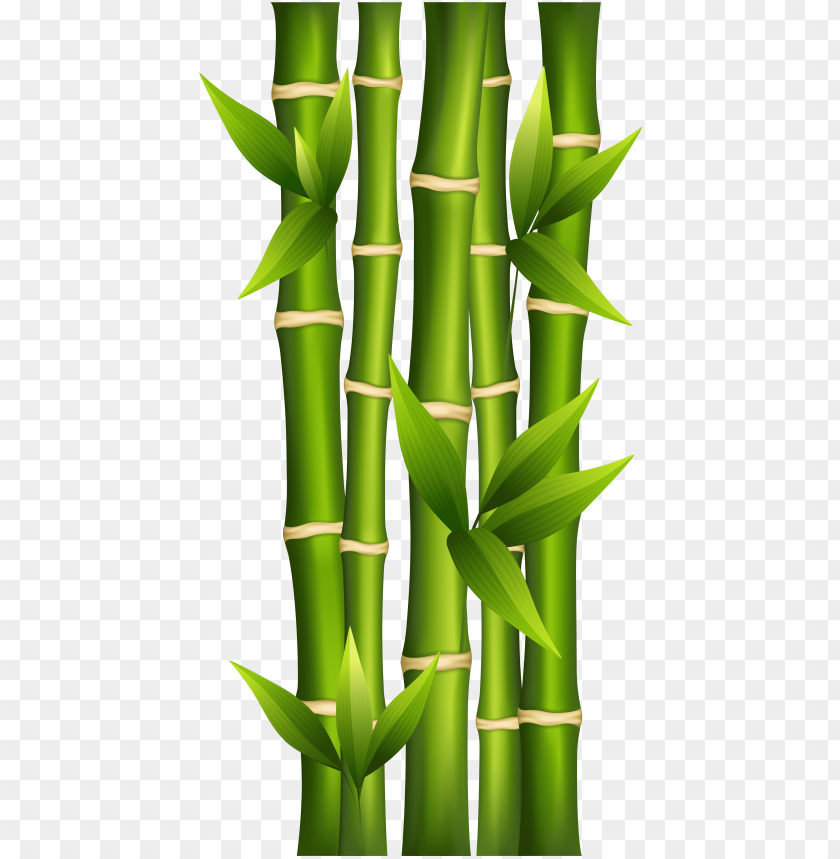 Bamboo Clipart Image - Bamboo Clipart PNG Transparent Background