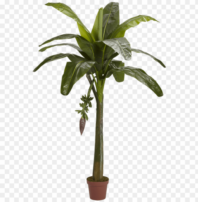 banana tree PNG transparent with Clear Background ID 197209
